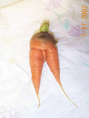 carrot.jpg