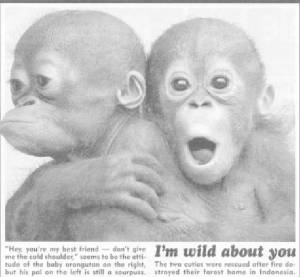 chimps.jpg