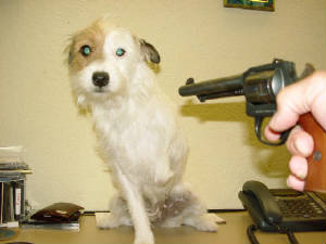 dogshoot.jpg
